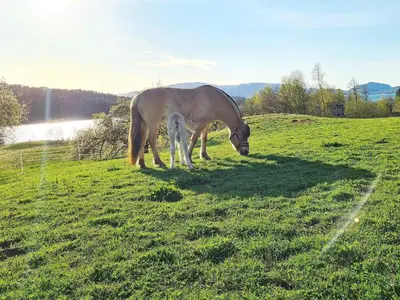 a horse grazing in a field of grass at 5 person holiday home in LONEVÅG-By Traum in Lonevåg
