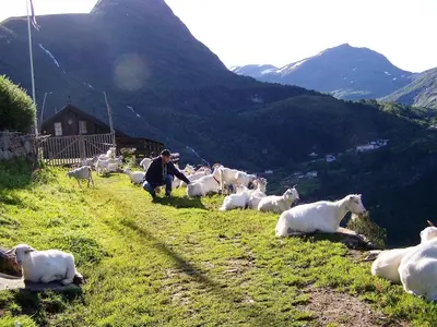 a herd of sheep laying on a grassy hill at Westerås Gard in Geiranger