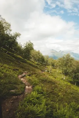 a path on a hill with trees and a mountain at 7 Min to Fjord - Alpine Stay in Stranda in Stranda