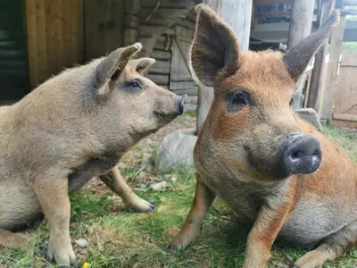 two pigs laying on the grass next to each other at Unique farm stay in the steep mountains of Rjukan in Vemork