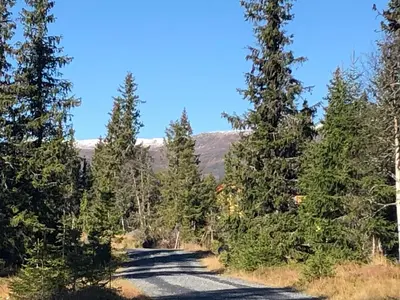 a road in the middle of a forest with trees at Sykkelhytte ved Slåtten i Synnfjellet in Nord Torpa