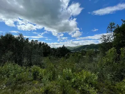 a field with trees and a blue sky with clouds at Baybu - cabin close Geilo Skisenter and the center of Geilo in Geilo