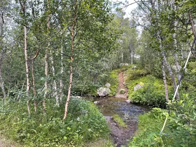 a stream in the middle of a forest with trees at Baybu - cabin close Geilo Skisenter and the center of Geilo in Geilo