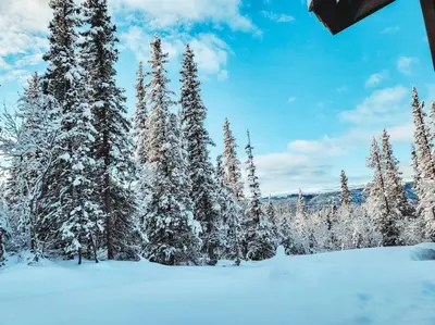 a group of trees with snow on them at Peaceful Oasis. Panoramic forest- & mountain view. Sauna. in Beitostøl