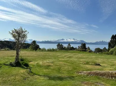 a tree in a field with a view of the water at Sjarmerende og romslig bolig, omgitt av vakker natur in Molde