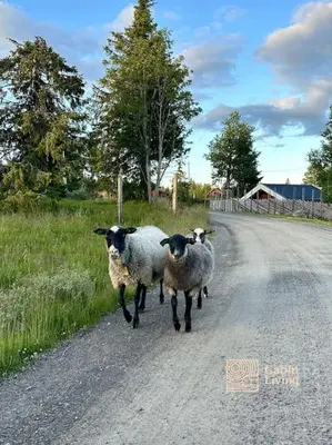 three sheep are walking down a road at Large cabin Sjusjøen XC ski in out & lovely view in Ringsaker