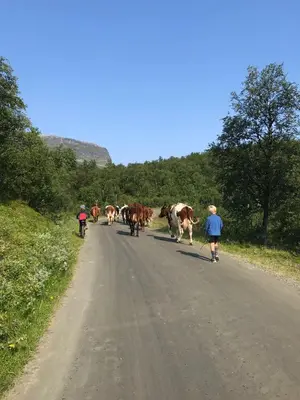 a group of cows walking down a dirt road at Mountain cabin Skoldungbu in Vang I Valdres