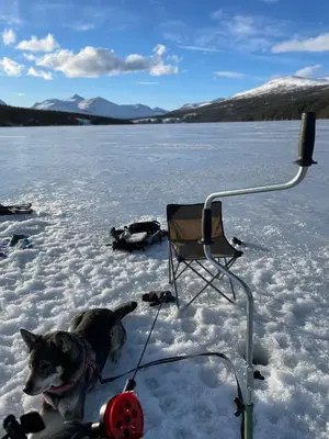 a dog sitting in the snow next to a chair at Atnasjø Kafe AS in Sollia