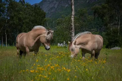 two horses are standing in a field of flowers at Olden Glamping - One with nature in Stryn