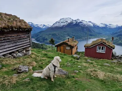a dog sitting in the grass next to some buildings at Mountain & Fjord View Apartment in Stryn