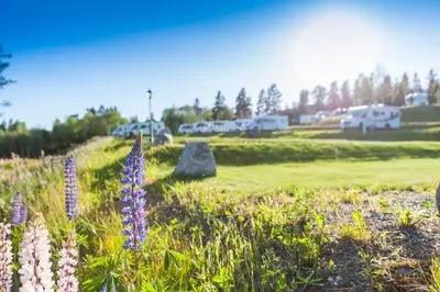 a field with purple flowers in the grass at Groven Camping & Hyttegrend in Åmot