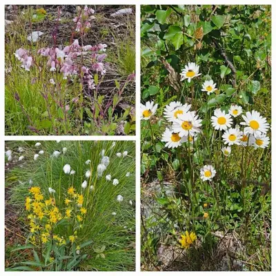 four different pictures of flowers in a field at Fin leilighet med flott utsikt til Gaustatoppen in Rjukan