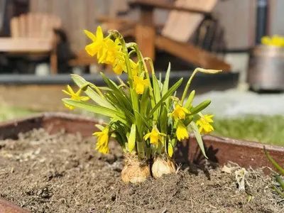a plant with yellow flowers in the dirt at Cottage Yard - cozy Cabin in Geilo
