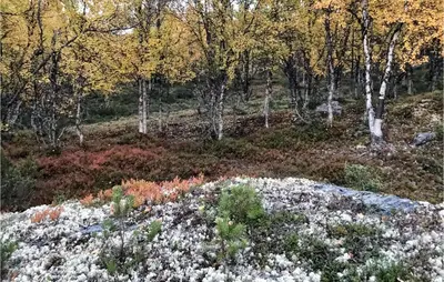 a field of flowers with trees in the background at Stunning Home In Kvam With Wifi in Kvam