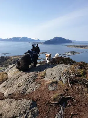 two dogs sitting on top of a rocky mountain at Leilighet nær flyplass og Ålesund sentrum in Ytterland