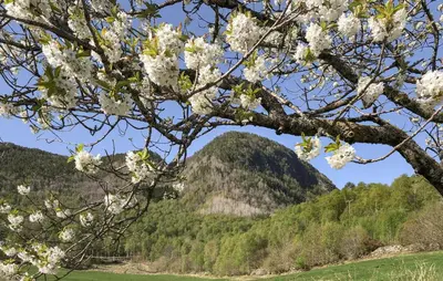 a mountain in the distance with a tree with white flowers at Lovely Home In Bjordal With Kitchen in Bjordal