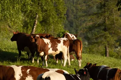 a herd of cows standing in a field at Hotel Aak in Åndalsnes