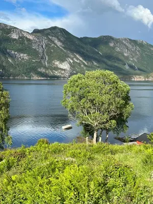 a lake with a tree and mountains in the background at Cabin by the Fjord in Øksendalsøra