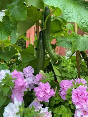 a plant with a bunch of pink flowers at Spacious house near city centre - WSC 2025! in Trondheim
