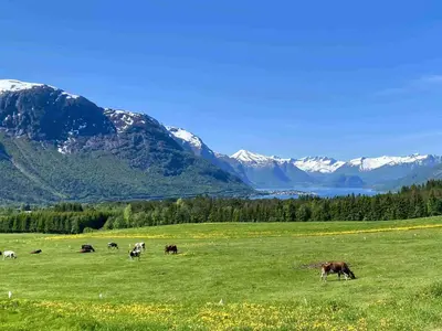 a herd of cows grazing in a field with mountains at Heinåli apartment in Isfjorden