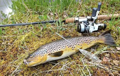 a fish laying on the ground next to a fishing gun at Kvamskogen & Hardanger Holliday homes in Norheimsund