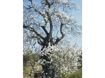 a tree with white flowers on it at 