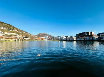 a duck swimming in a body of water at 7 Soverom i hjertet av Bergen in Bergen