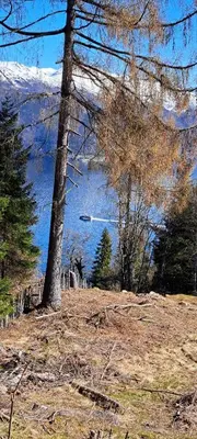 a tree in a field with a view of a lake at Vesletun in Balestrand