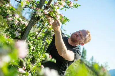 a man is picking flowers from a tree at Odda Atmosphere in Odda