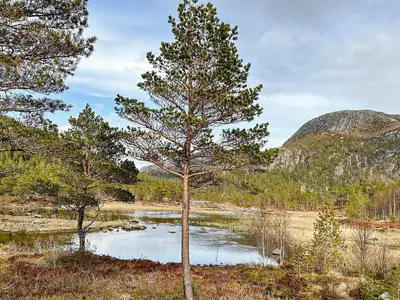 a pine tree in front of a pond at 4 person holiday home in Lysøysundet in Teksdal