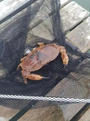 a dead crab sitting on a net at Fjord-Holiday-Lodge mit atemberaubendem Panorama in Åfarnes