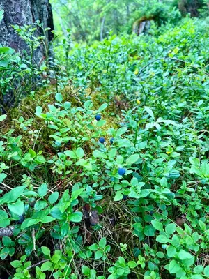 a bunch of green plants with blueberries on the ground at Fjord-Holiday-Lodge mit atemberaubendem Panorama in Åfarnes