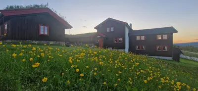 a field of daffodils in front of some buildings at Skotten Seter - Bed & Husky in Mork
