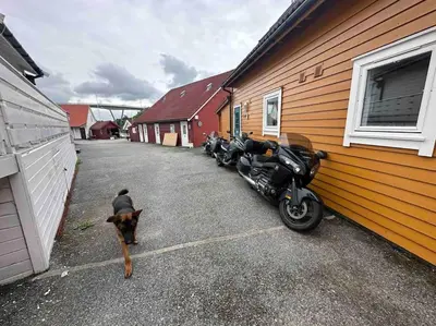 a dog standing in a parking lot next to a building at Fishermans Apartment A13 in Nautnes