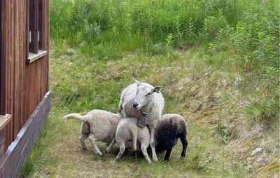 a group of sheep standing on a grassy hill at 4 Bedroom Gorgeous Home In Rauland in Rauland