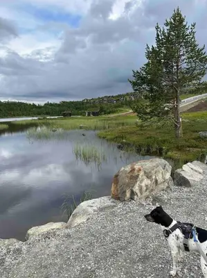 a dog standing next to a body of water at Geilo Kikut - Ski-in Ski-out in Geilo