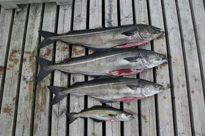 a group of fish sitting on a wooden table at Fjordhytte-4 nahe Trolltunga, Hardanger, direkt am Maurangerfjord in besonders attraktiver Umgebung in Sundal