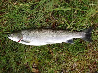 a fish laying on the ground in the grass at Fjordhytte-6 direkt am Maurangerfjord, einem Seitenarm des Hardangerfjords in Sundal