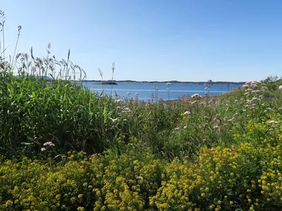 a field of flowers with the ocean in the background at Fjordhytte-36 in Bøvågen