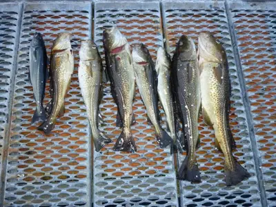 a group of fish on a metal shelf at Fjordhytte-23 direkt am Sognefjord, mit mietbaren Motorbooten 9,9-60 PS in Bjordal