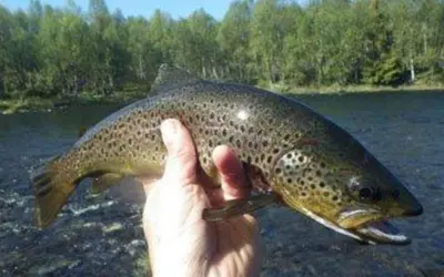 a person holding a brown trout in a river at Lifjellhytte 10 by Norgesbooking - cabin at Golsfjellet in Gol