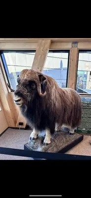a statue of a ram on display in a room at Villa Utsikten Eggen in Åndalsnes