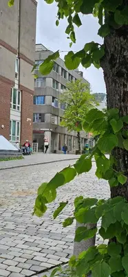 a tree with green leaves in front of a building at Dreggsalmenning 20 in Bergen