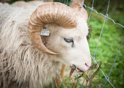 a ram with curved horns standing next to a fence at Berkåk Gjestegård in Berkåk