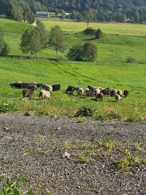 a herd of animals grazing in a grassy field at Gårdsidyll i flotte omgivelser in Ålesund