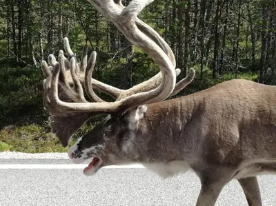 a reindeer with antlers walking down the road at Guesthouse Hamran in Mosvik
