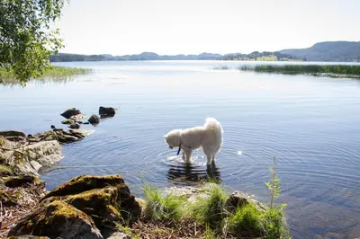 a white dog standing in a body of water at GapaLux in Levanger