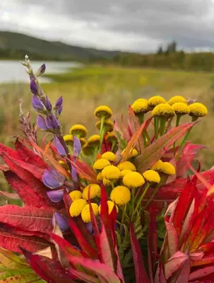 a bunch of colorful flowers in a field at Nydelig leilighet på Geilo i Highland fjellandsby in Geilo