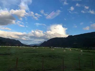 a group of animals grazing in a field with mountains at Villa Soltun in Ringebu