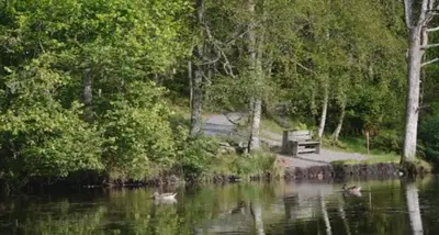 a group of ducks swimming in a lake at Luxury apartment Bergen in Bergen